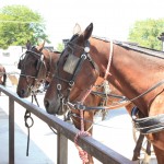 amish town horses