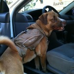 Luke ready to go to trails with new backpack (Luke listo para escalar con su nueva mochila)