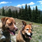 Doggies at top of tree line (perros por encima de donde crecen los arboles)